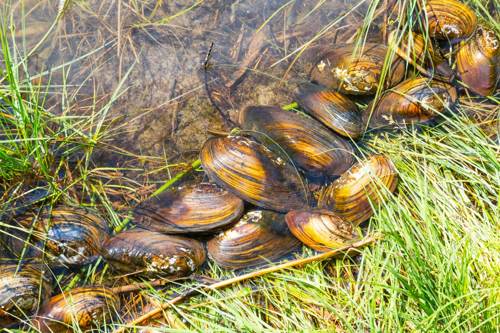 freshwater mussels