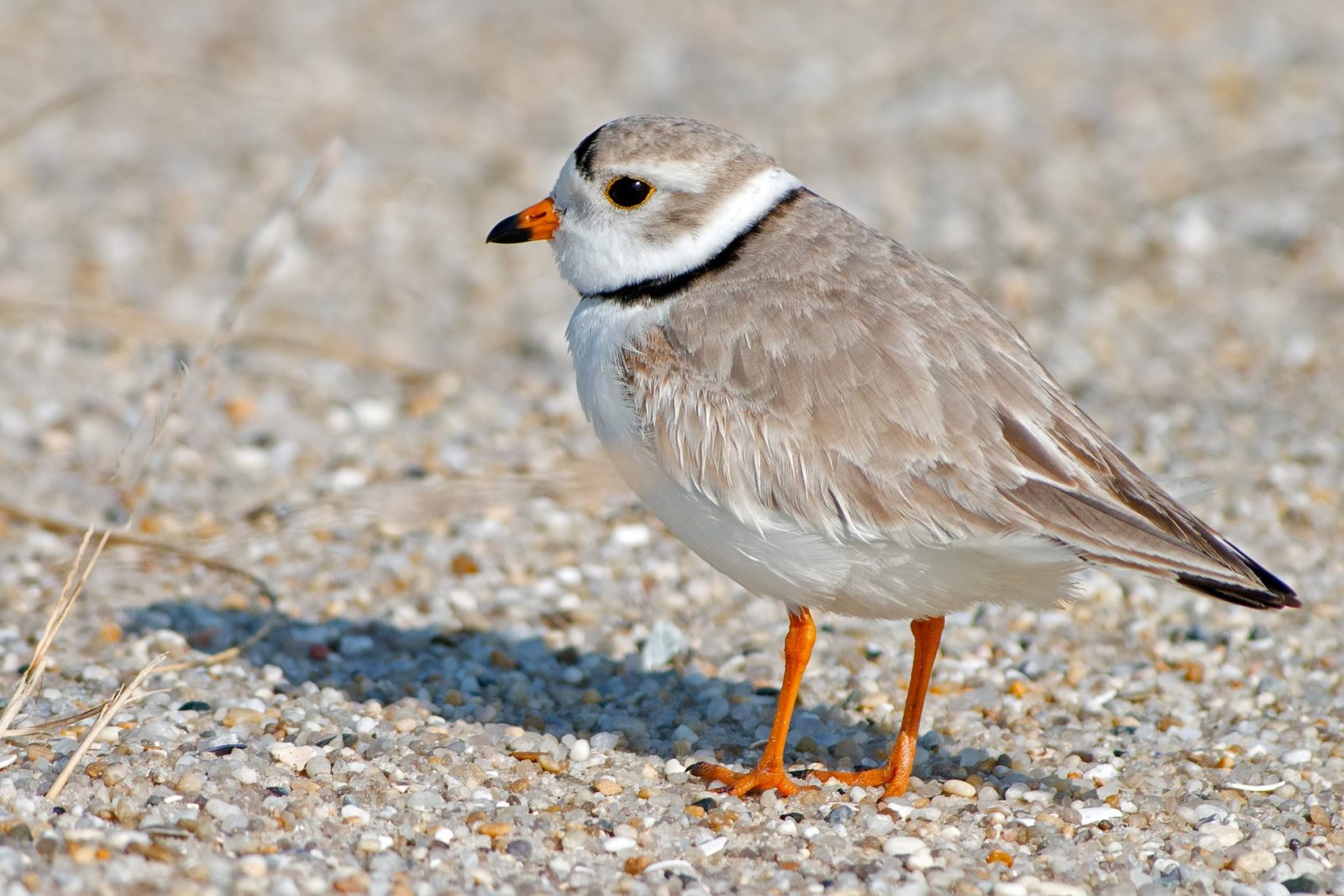 Protected Species - Piping Plover