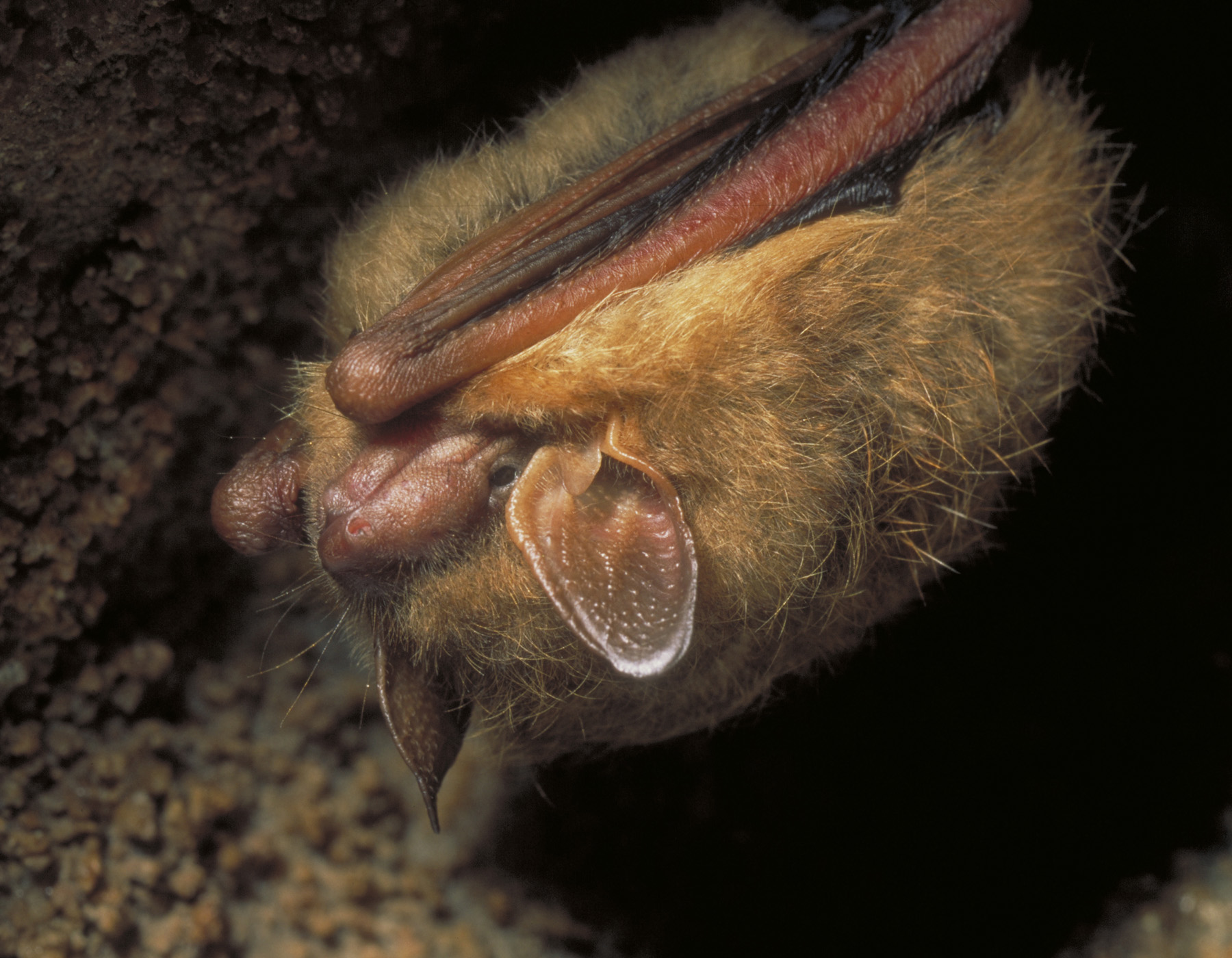 Tricolored bat, Perimyotis subflavus, by Missouri Department of Conservation.